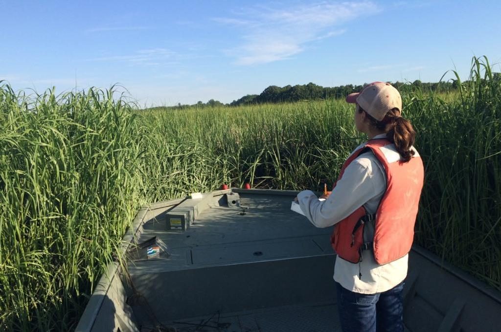 A woman collects data in a marsh
