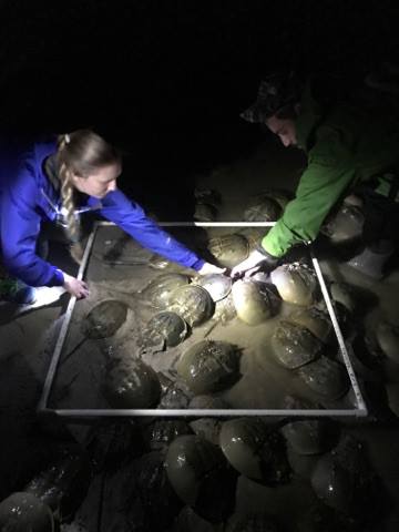 Counting Horseshoe Crabs (Photo by Drexel Siok)
