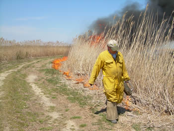 A worker sets a prescribed burn