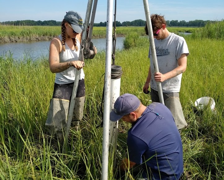 A group of science interns takes core samples in a marsh