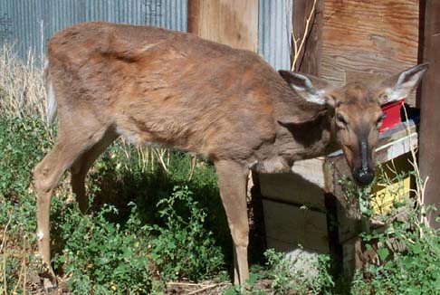 Deer Afflicted with CWD