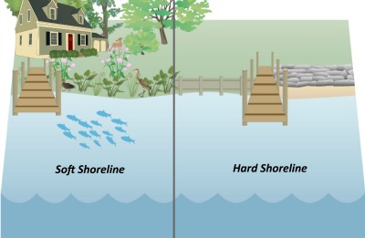 graphic comparing a soft shoreline, with more natural diversity, to a hardened shoreline, with less.