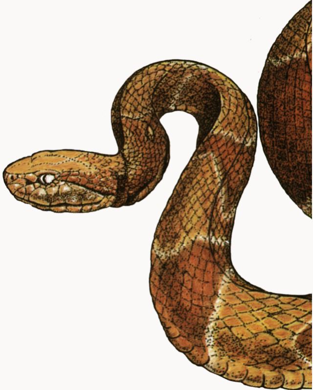 Snakes to Watch Out For - DNREC Alpha