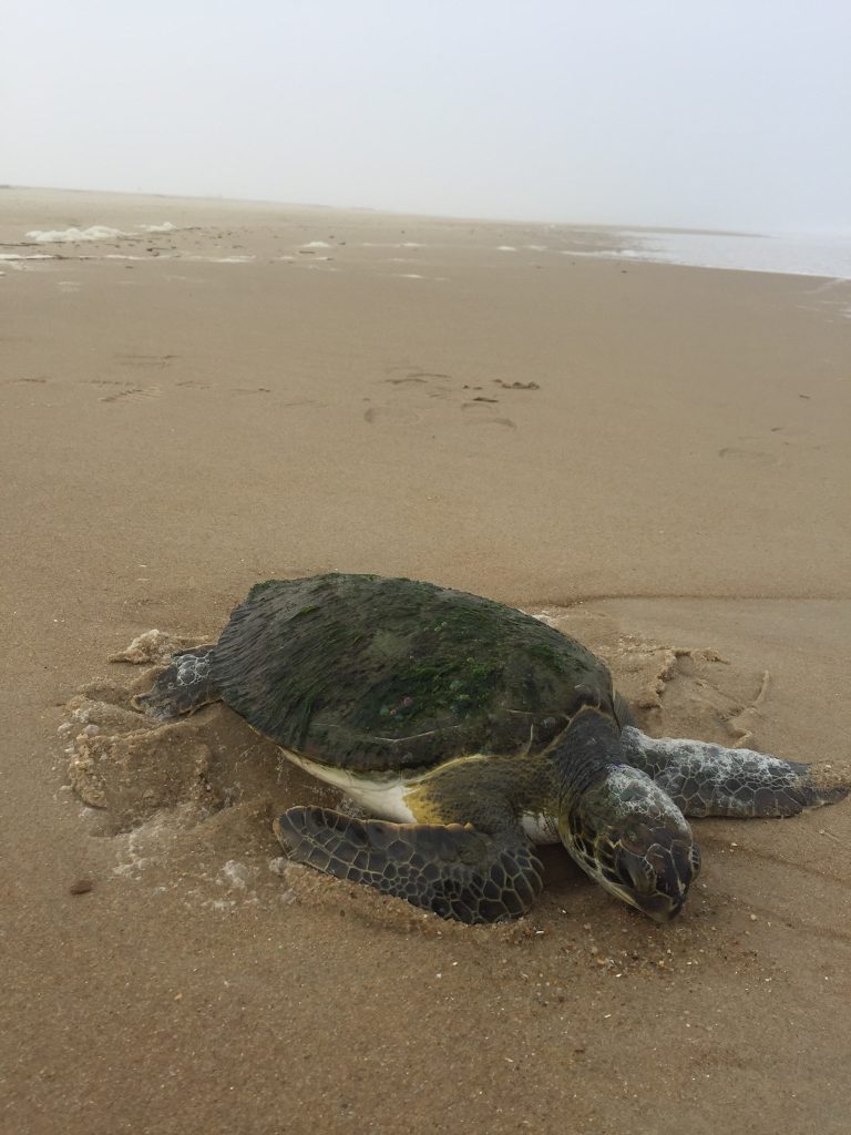 A Kemp's Ridley sea turtle seen on a beach on a foggy day
