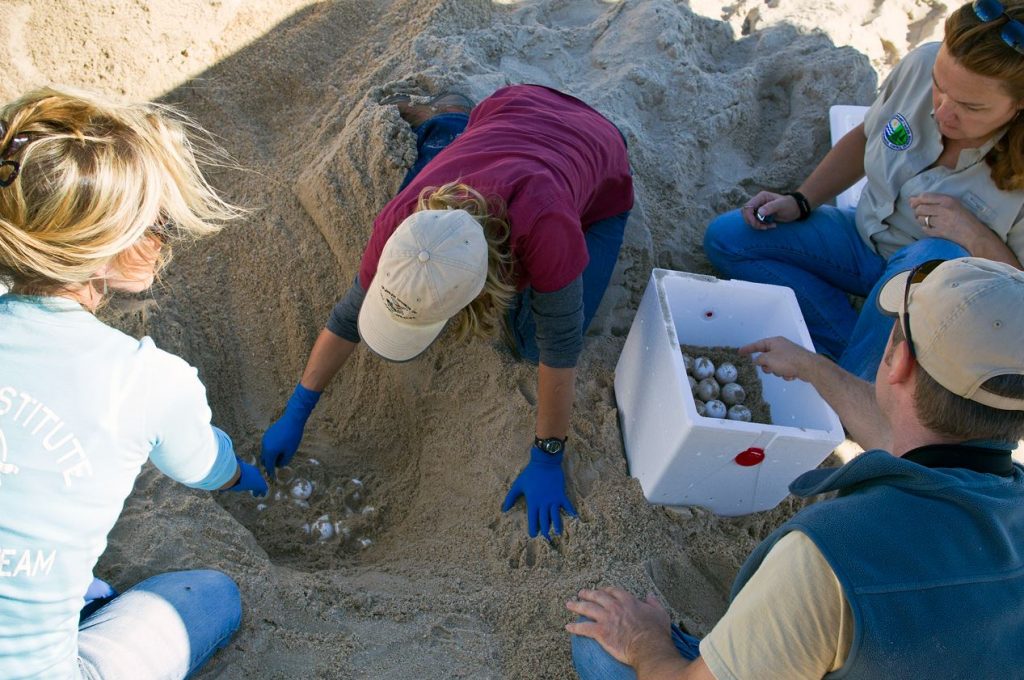 MERR and DNREC staff rescue turtle eggs from a hole on a beach