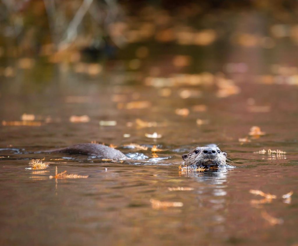 A river otter swims along the bald cypress trees at Trussom Pond
