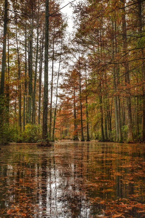 A photto of bald cypress trees rising out of the water in the fall