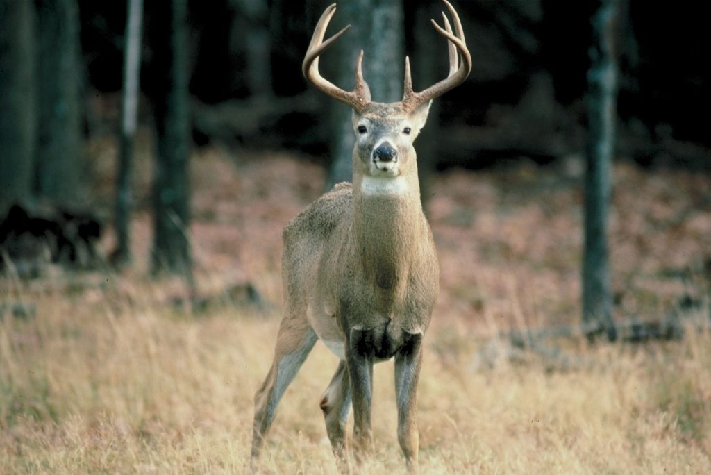A buck stands in a field
