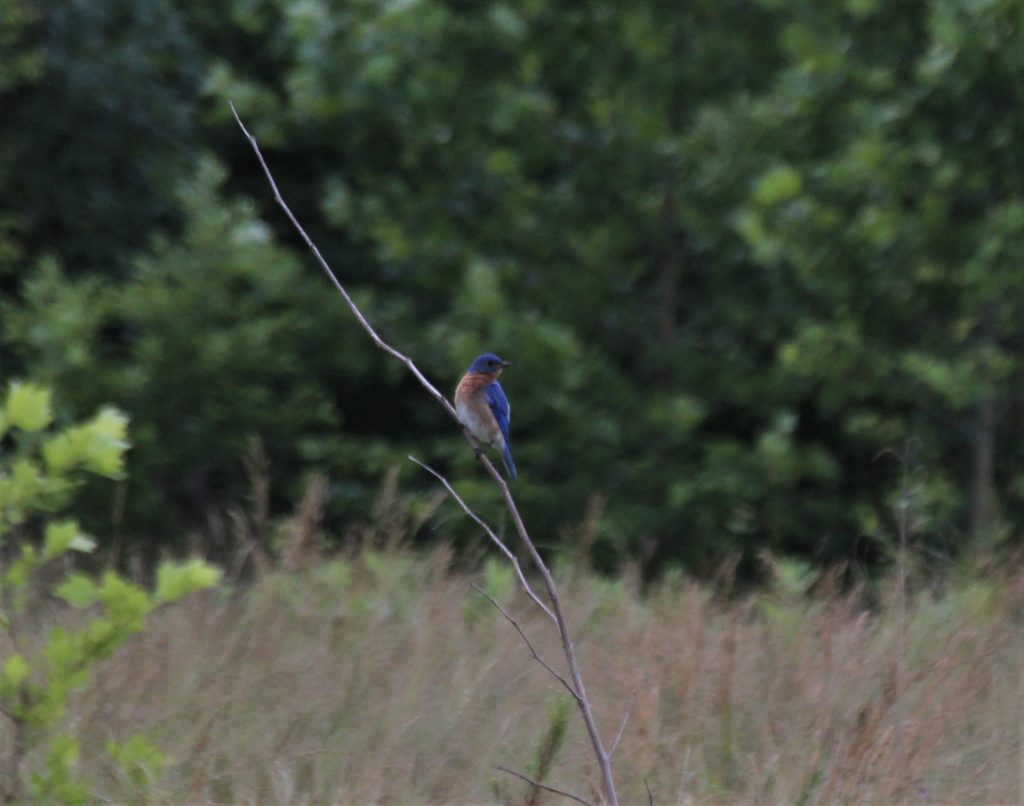 Photo of a bluebird on branch