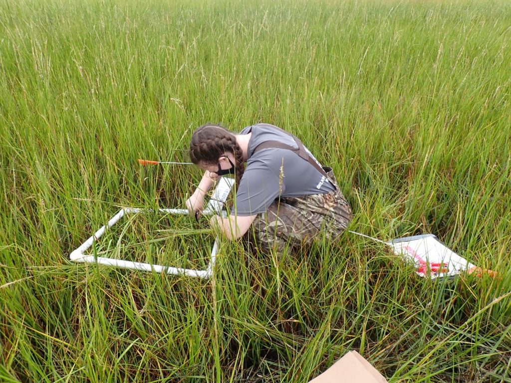 a researcher working in a marsh