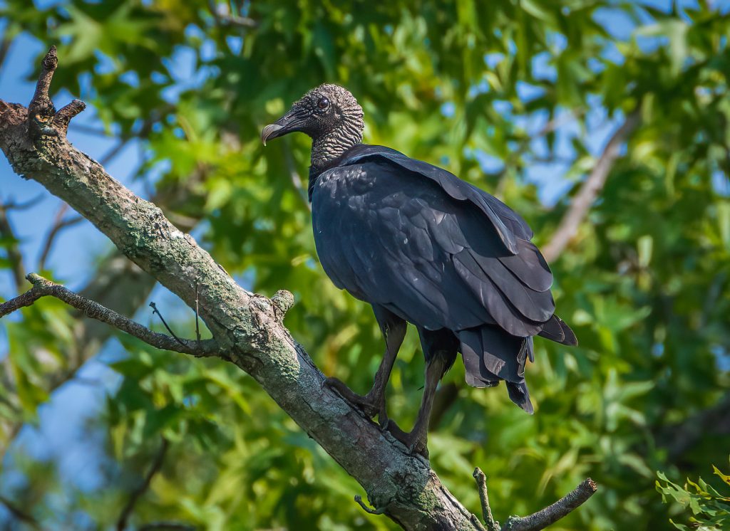 A large black turkey buzzard stands on the branch of a tree with green leaves in the background.
