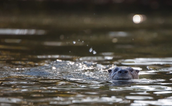 A River Otter's head breaks the surface of a water body as it swims towards the camera.