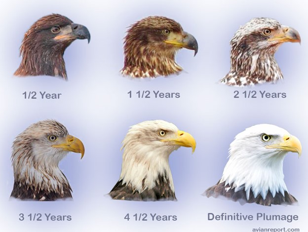 A montage of images showing the head of a bald eagle at different stages of life.