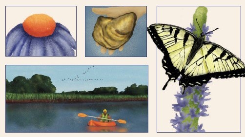 composite image showing a flower, a clam, and butterfly and a person in a kayak.