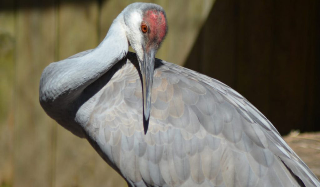 A close-up view of a Sandhill Cranes, with its head turned towards the camera.