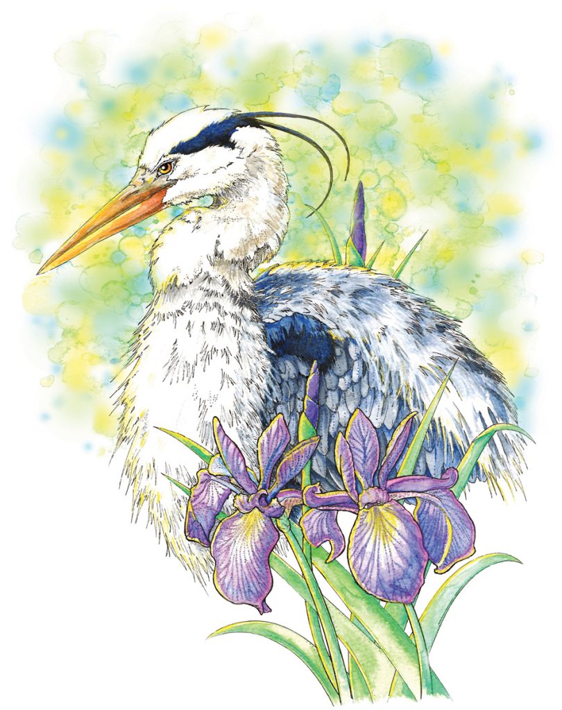 Illustration by Christy Shaffer of a Great Blue Heron